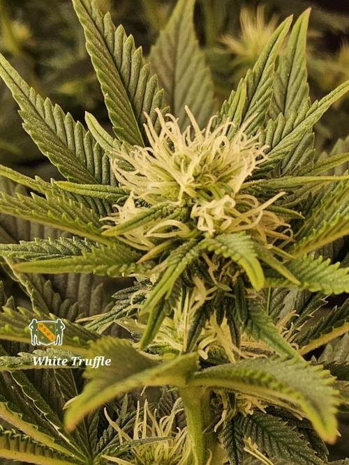 The Truffle of MSNL. Week 10