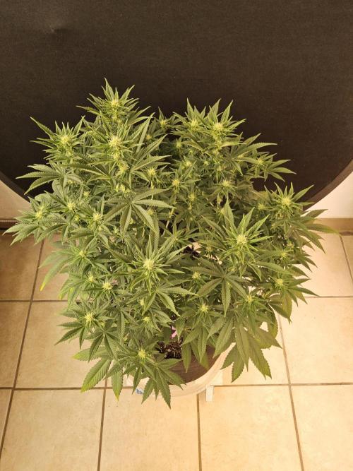 The Truffle of MSNL. Week 10