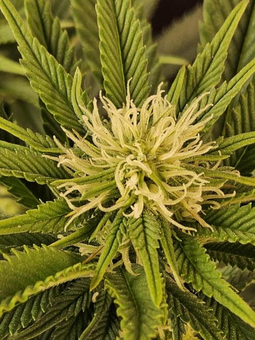 The Truffle of MSNL. Week 10