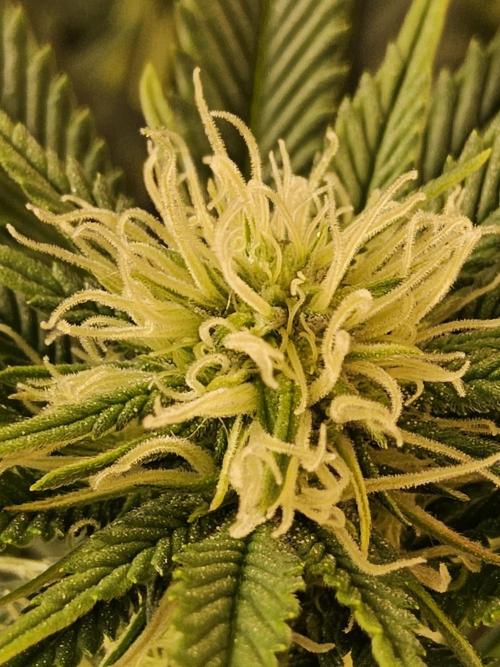 The Truffle of MSNL. Week 10