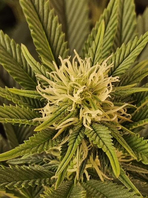 The Truffle of MSNL. Week 10