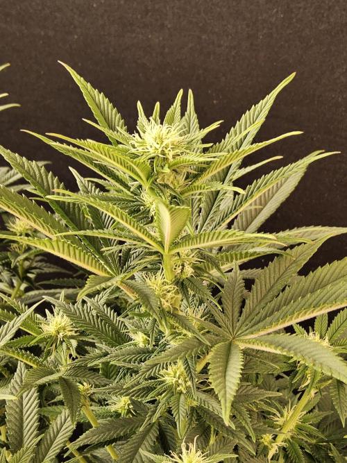 The Truffle of MSNL. Week 10