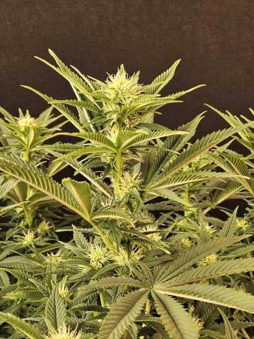 The Truffle of MSNL. Week 10