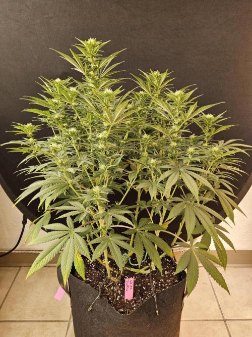The Truffle of MSNL. Week 10