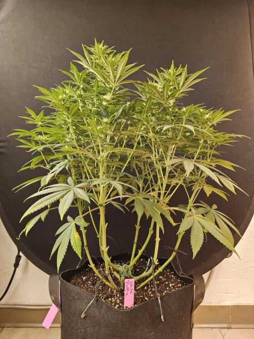 The Truffle of MSNL. Week 10