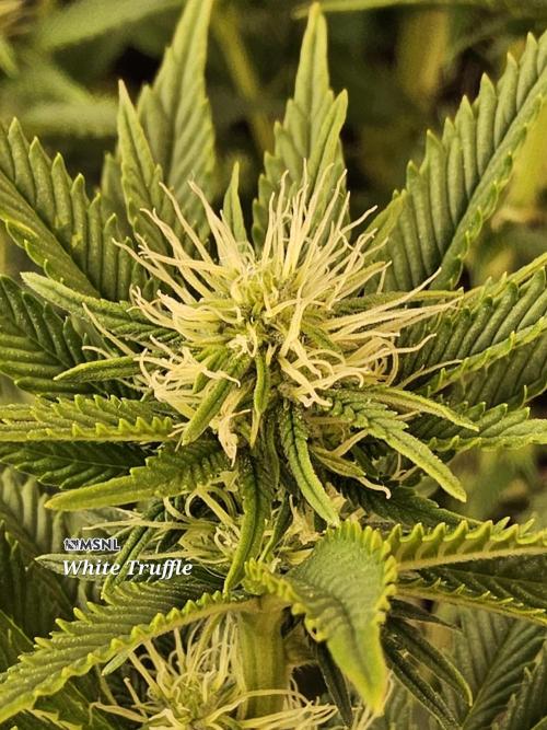 The Truffle of MSNL. Week 10