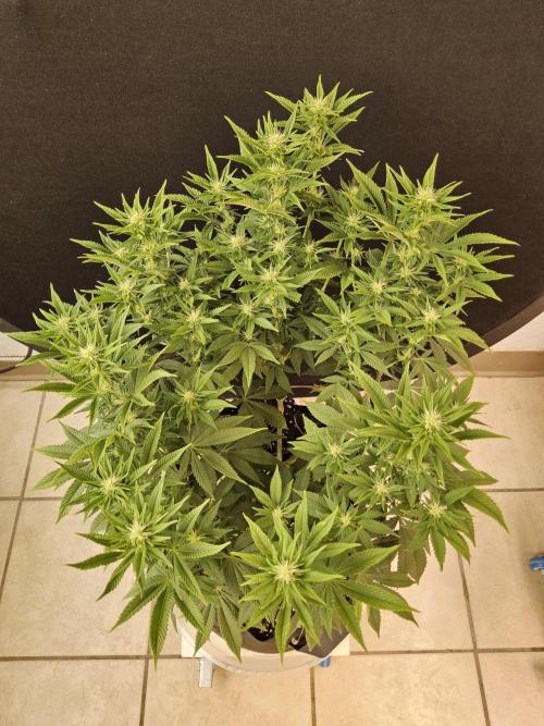 The Truffle of MSNL. Week 10