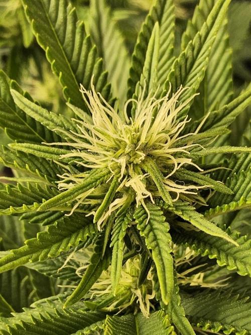 The Truffle of MSNL. Week 10