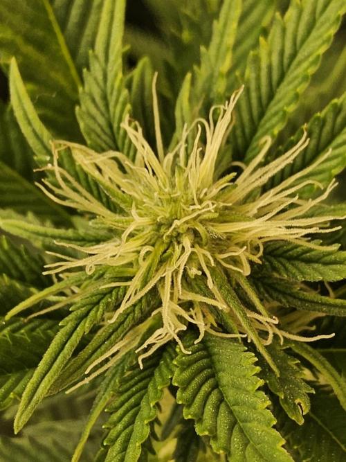 The Truffle of MSNL. Week 10