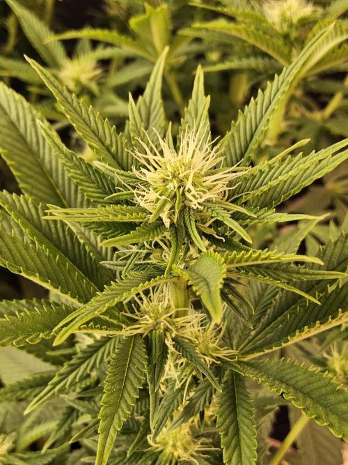 The Truffle of MSNL. Week 10