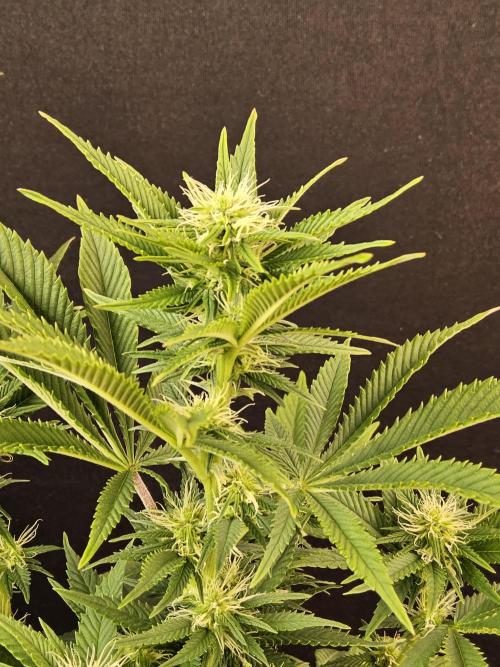 The Truffle of MSNL. Week 10