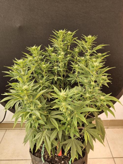 The Truffle of MSNL. Week 10