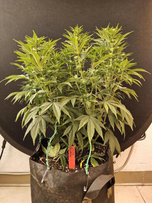 The Truffle of MSNL. Week 10