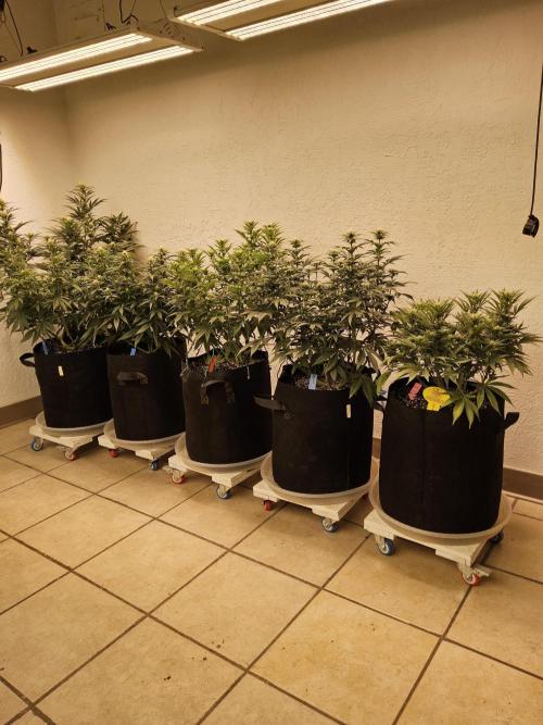 Cheese XXL. Week 11