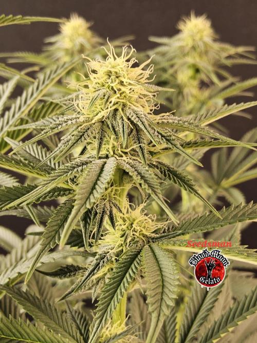 Seedsman Blood. Week 11