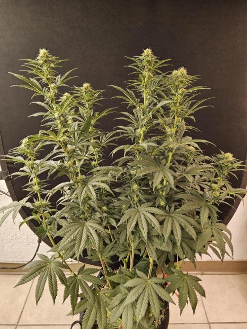Seedsman Blood. Week 11