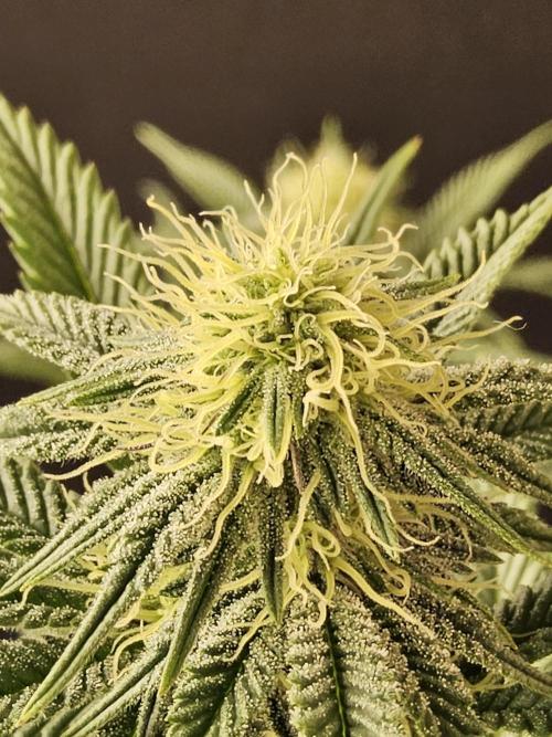 Seedsman Blood. Week 11
