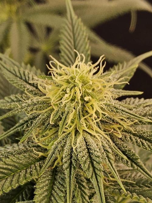 Seedsman Blood. Week 11