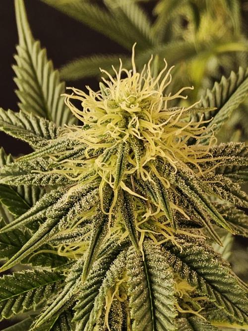 Seedsman Blood. Week 11