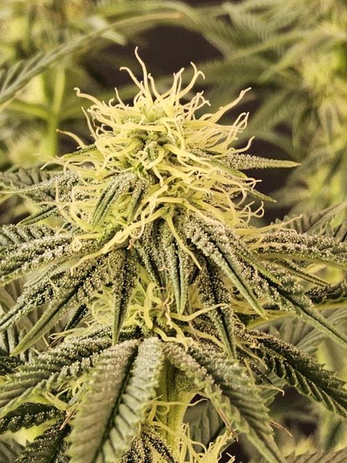 Seedsman Blood. Week 11