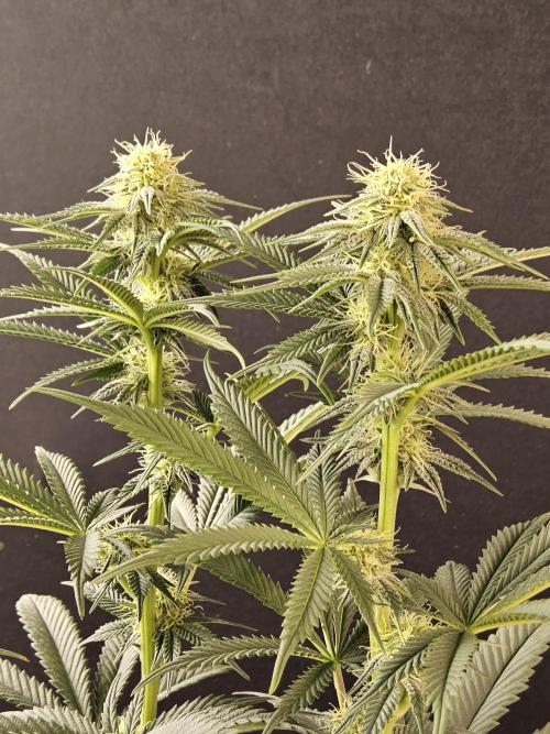 Seedsman Blood. Week 11