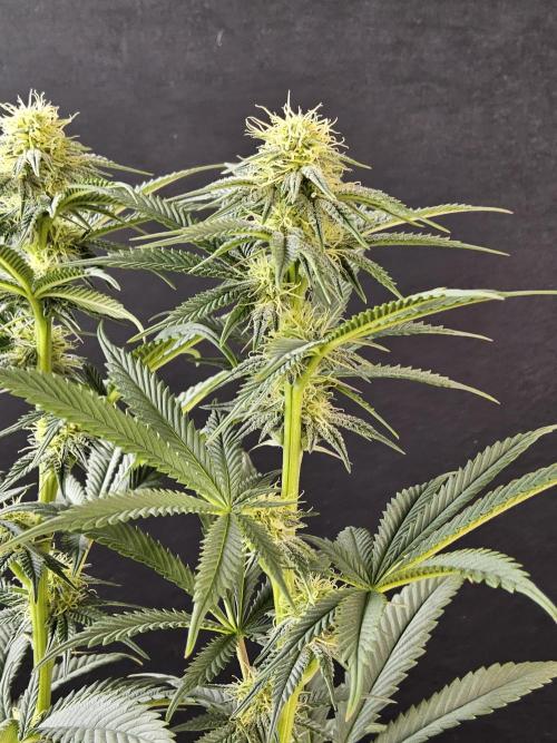 Seedsman Blood. Week 11