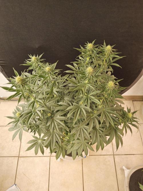 Seedsman Blood. Week 11