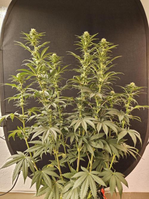 Seedsman Blood. Week 11