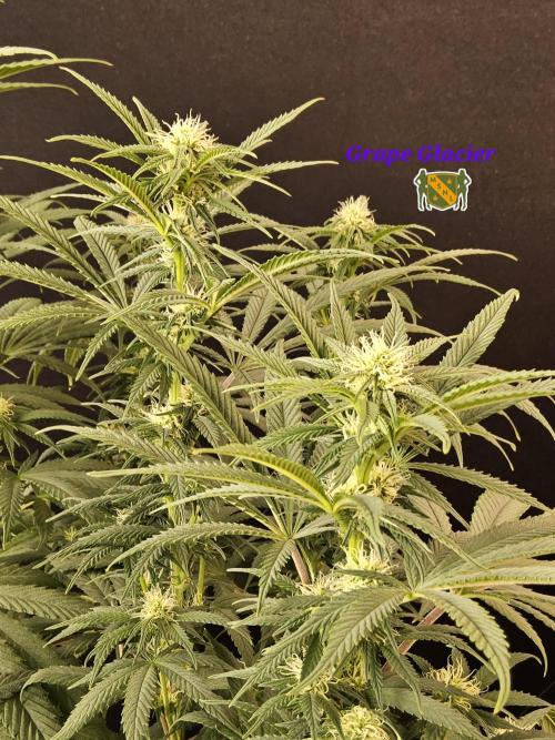 Grape Glacier. Week 10
