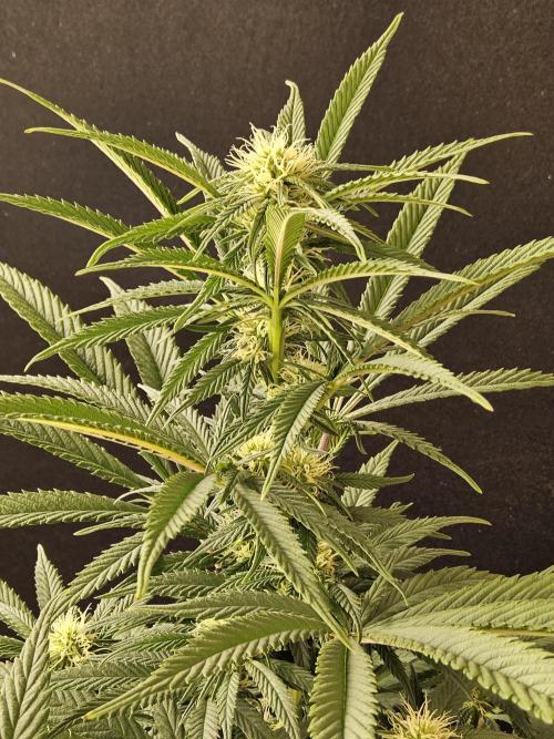 Grape Glacier. Week 10