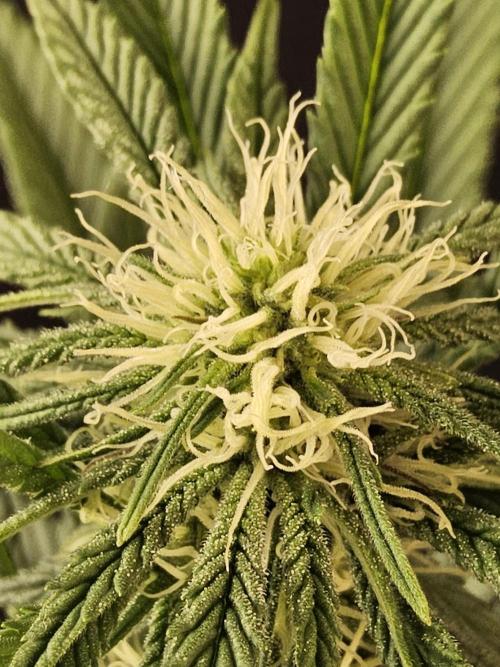 Grape Glacier. Week 10