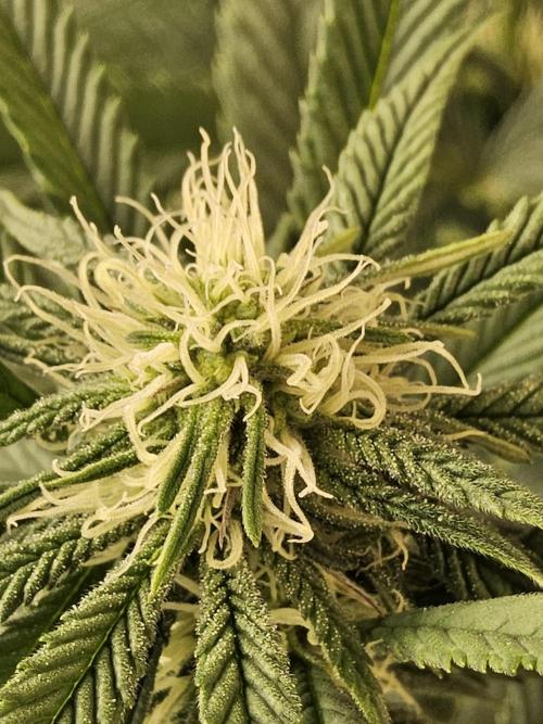 Grape Glacier. Week 10