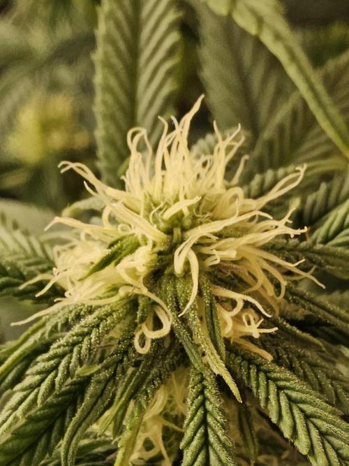Grape Glacier. Week 10