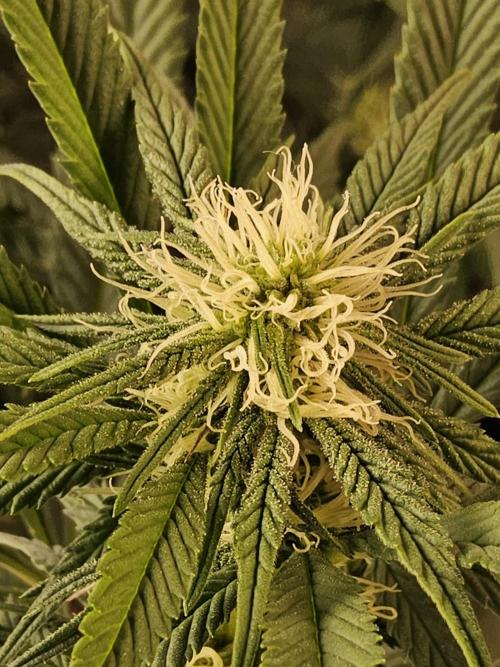 Grape Glacier. Week 10