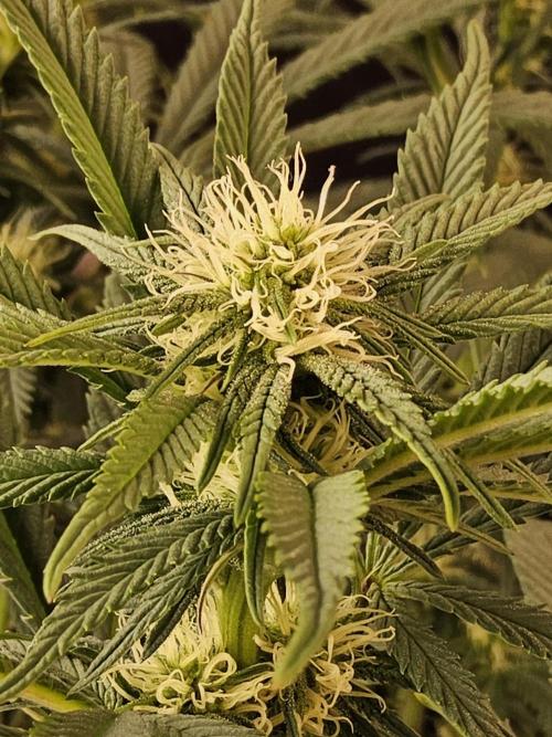 Grape Glacier. Week 10