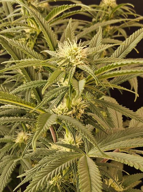 Grape Glacier. Week 10