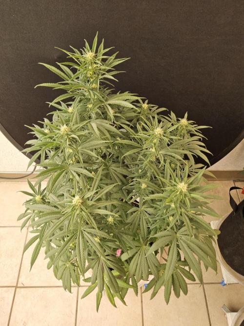 Grape Glacier. Week 10