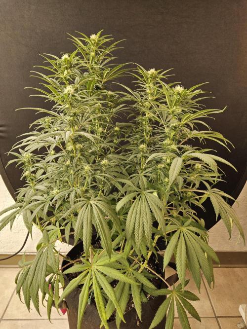 Grape Glacier. Week 10
