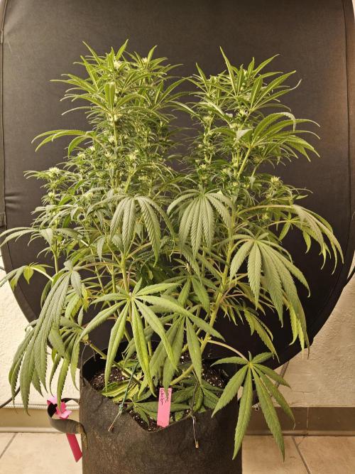 Grape Glacier. Week 10
