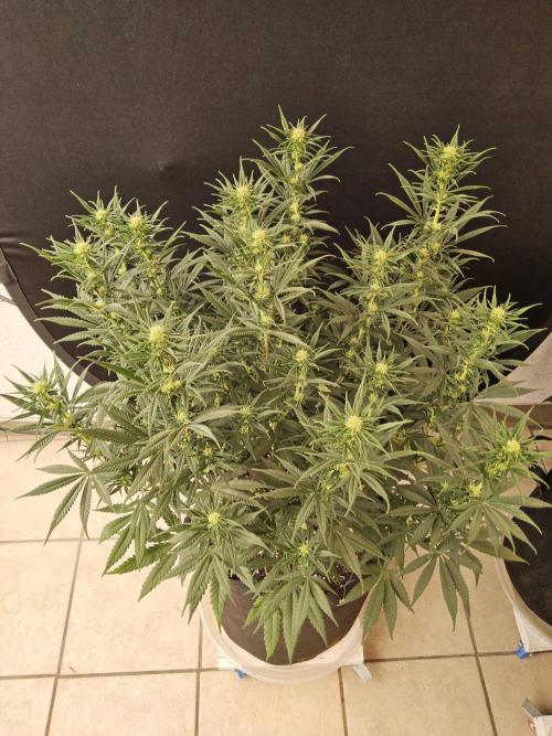 Mafia Devil. Week 11
