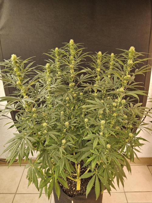 Freaky Skunk. Week 11