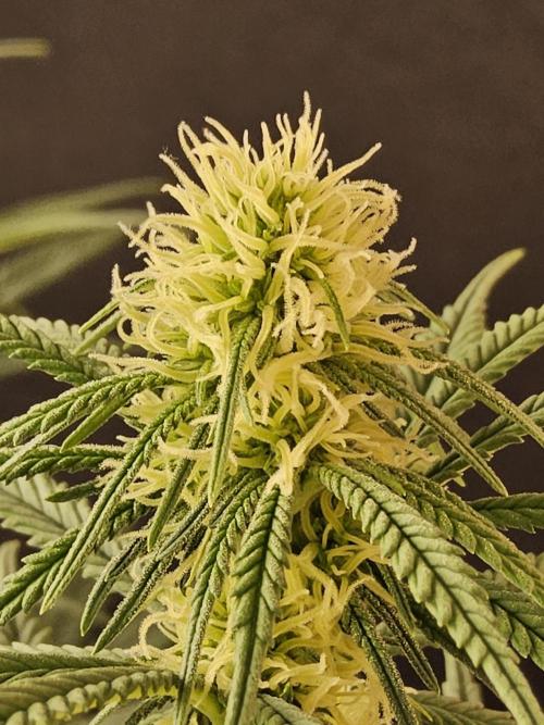 Freaky Skunk. Week 11