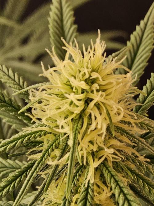 Freaky Skunk. Week 11