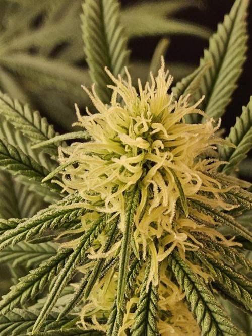 Freaky Skunk. Week 11