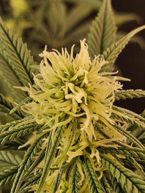 Freaky Skunk. Week 11