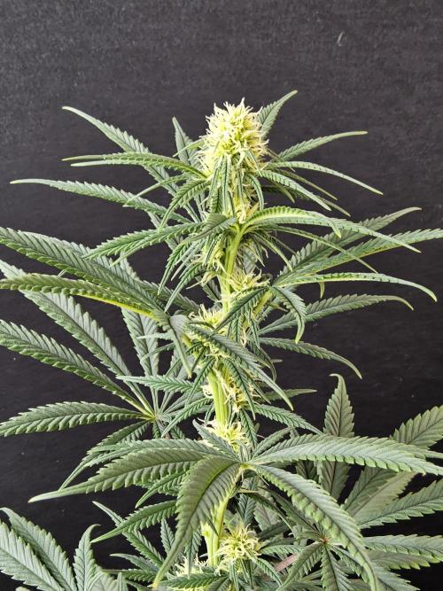 Freaky Skunk. Week 11