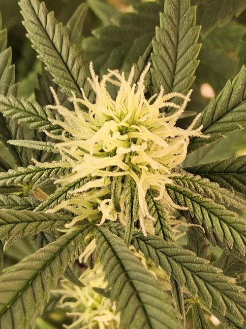 Freaky Skunk. Week 11