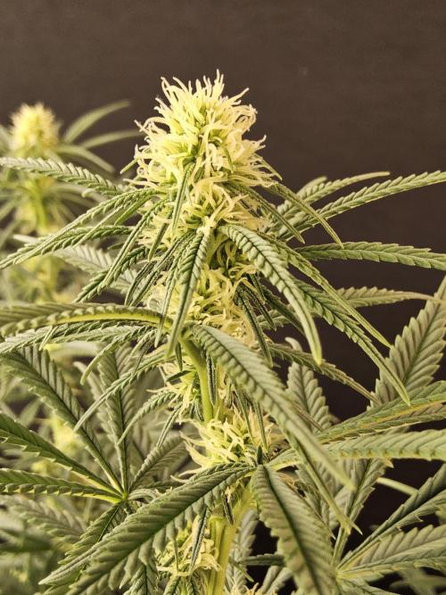 Freaky Skunk. Week 11