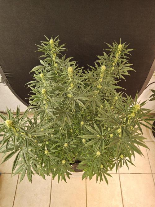 Freaky Skunk. Week 11
