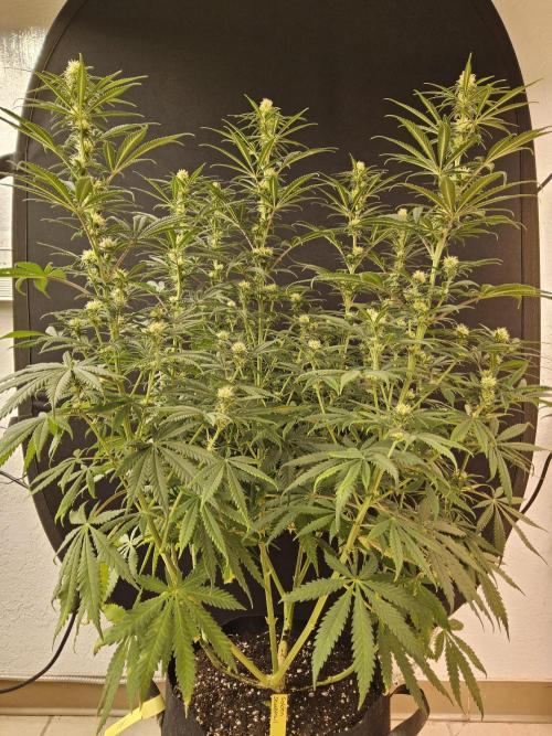 Freaky Skunk. Week 11